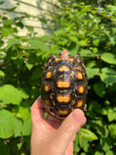 Brazilian Cherryhead Tortoise 2021