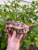 Homes Hinge-back Tortoise Adult Pair