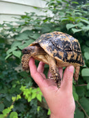 Libyan Greek Tortoise Adult Female