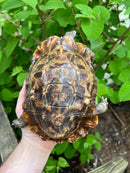 Homes Hinge-back Tortoise Adult Pair