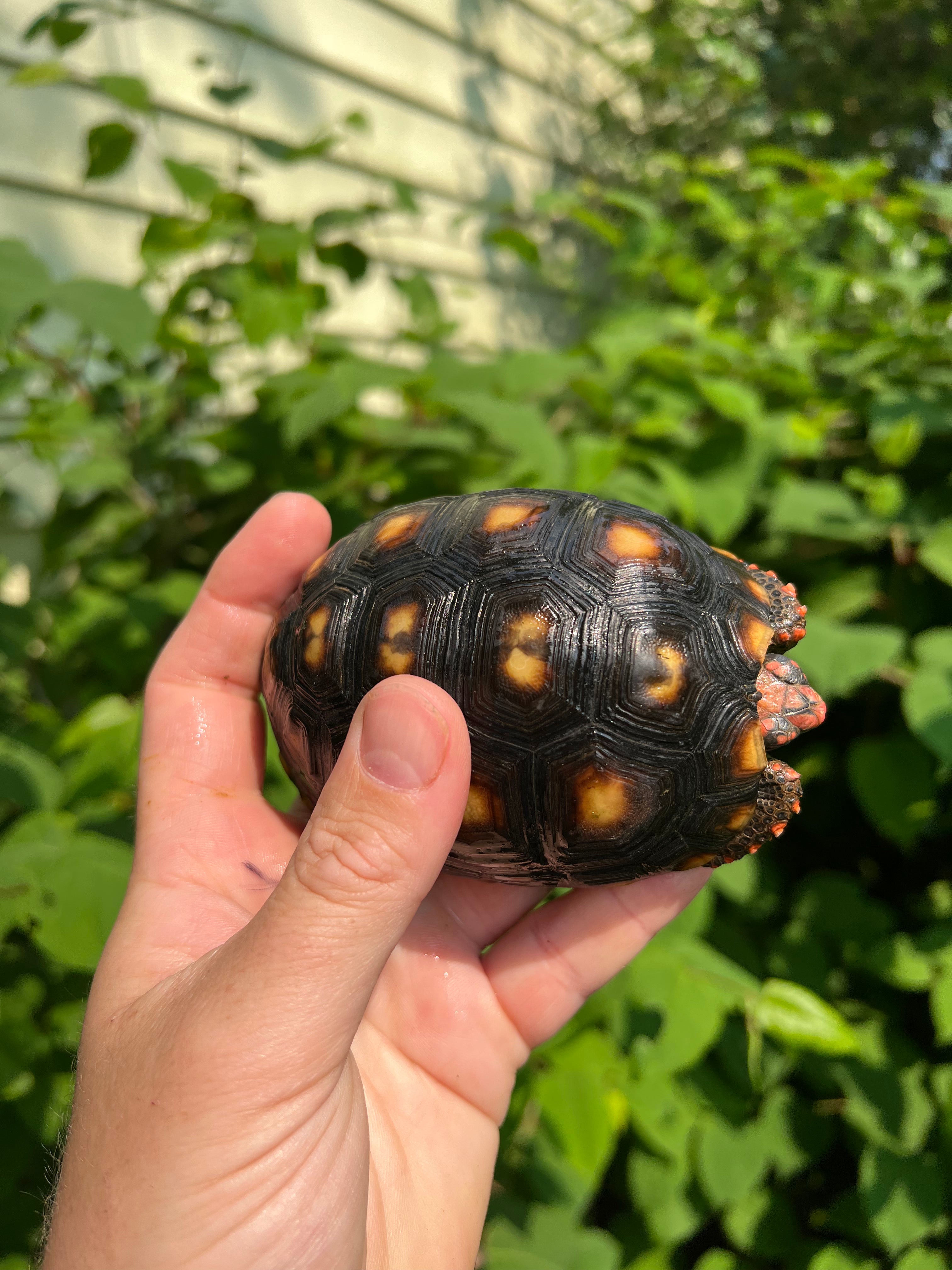 Brazilian Cherryhead Tortoise For Sale | American Reptile Distributors