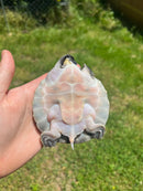 Fly River Turtle Baby