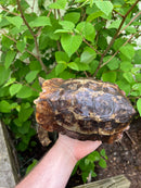 Homes Hinge-back Tortoise Adult Pair