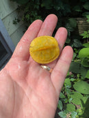 Paradox Albino Red Eared Slider Turtle