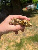 Leopard Tortoise Babies (Stigmochelys p. babcocki)