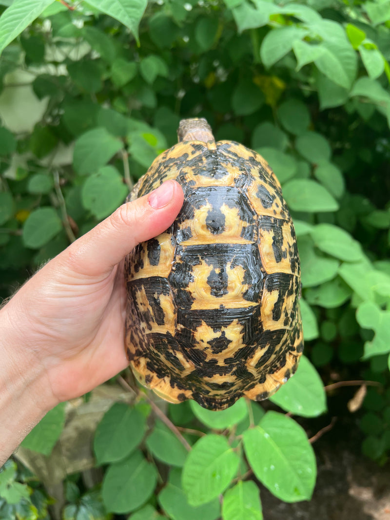 Libyan Greek Tortoise Adult Male