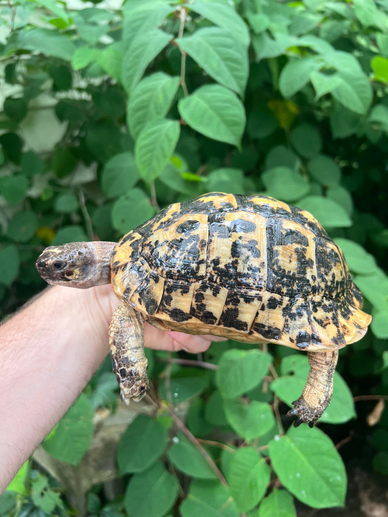 Libyan Greek Tortoise Adult Male