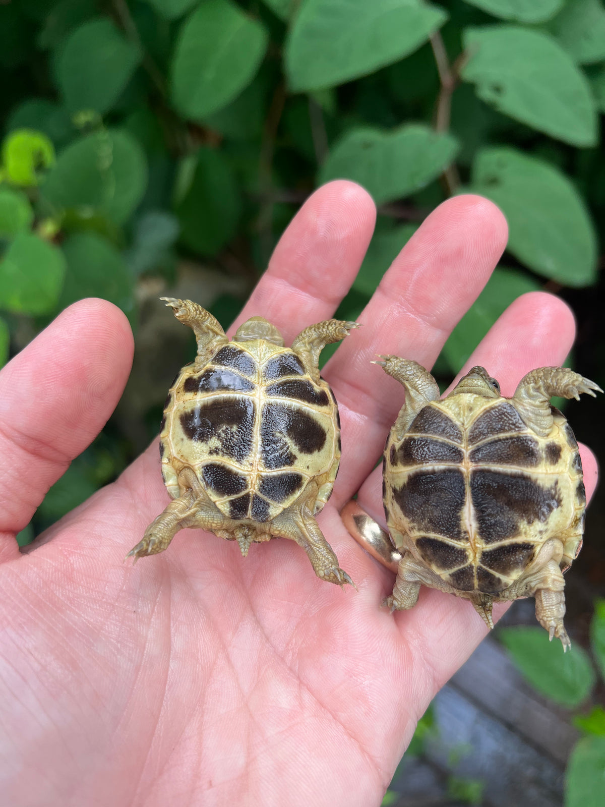 Russian Tortoises For Sale American Reptile Distributors