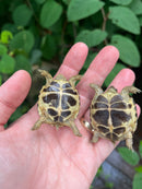 Russian Tortoise Babies (Testudo horsfieldii)