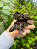Stripe-necked Musk Turtle Adult Pair
