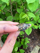 Vampire Musk Turtle (Claudius angustatus)