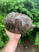 Red Eared Slider Turtle Adults (Trachemys elegans)