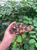 Homes Hinge-back Tortoise Adult Female