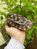 Homes Hinge-back Tortoise Adult Pair