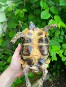 Homes Hinge-back Tortoise Adult Female