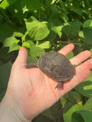 Aldabra Tortoise USA CB 2023