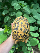 Libyan Greek Tortoise Adult Female