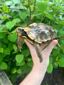 Homes Hinge-back Tortoise Adult Pair