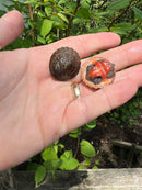 Stripe-necked Musk Turtle Babies (Sternotherus peltifer)