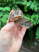Stripe-necked Musk Turtle Adult Pair