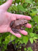 Smokey Mountain Jungle Frogs (Leptodactylus pentadactylus)