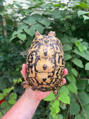 Libyan Greek Tortoise Adult Female