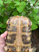 Homes Hinge-back Tortoise Adult Pair