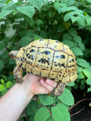 Libyan Greek Tortoise Adult Female