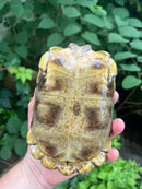 Homes Hinge-back Tortoise Adult Female