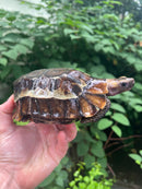 Homes Hinge-back Tortoise Adult Female