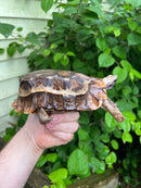 Homes Hinge-back Tortoise Adult Female