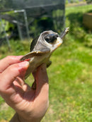 Fly River Turtle Baby