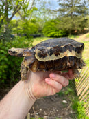 Homes Hinge-back Tortoise Adult Pair