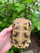 Homes Hinge-back Tortoise Adult Pair