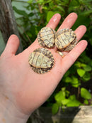 Escambia Map Turtle Baby (Graptemus ernsti)