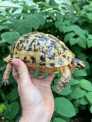 Libyan Greek Tortoise Adult Female