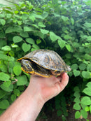Red Eared Slider Turtle Adults (Trachemys elegans)