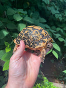 Libyan Greek Tortoise Adult Male