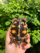 Brazilian Cherryhead Tortoise 2021