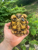 Pancake Tortoise Adult Female (Malacochersus tornieri)