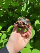 Brazilian Cherryhead Tortoise 2021