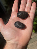 African Mud Turtle Babies (Pelusios castaneus)