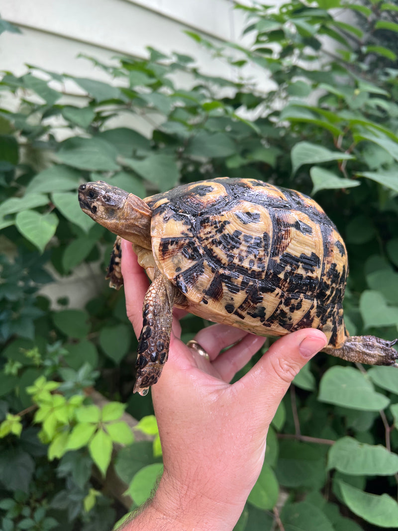 Libyan Greek Tortoise Adult Female