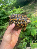 Pancake Tortoise Adult Female (Malacochersus tornieri)