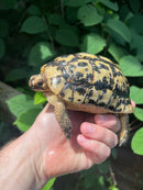 Libyan Greek Tortoise Adult Male