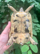 Libyan Greek Tortoise Adult Female