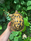 Libyan Greek Tortoise Adult Female