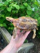 Homes Hinge-back Tortoise Adult Pair