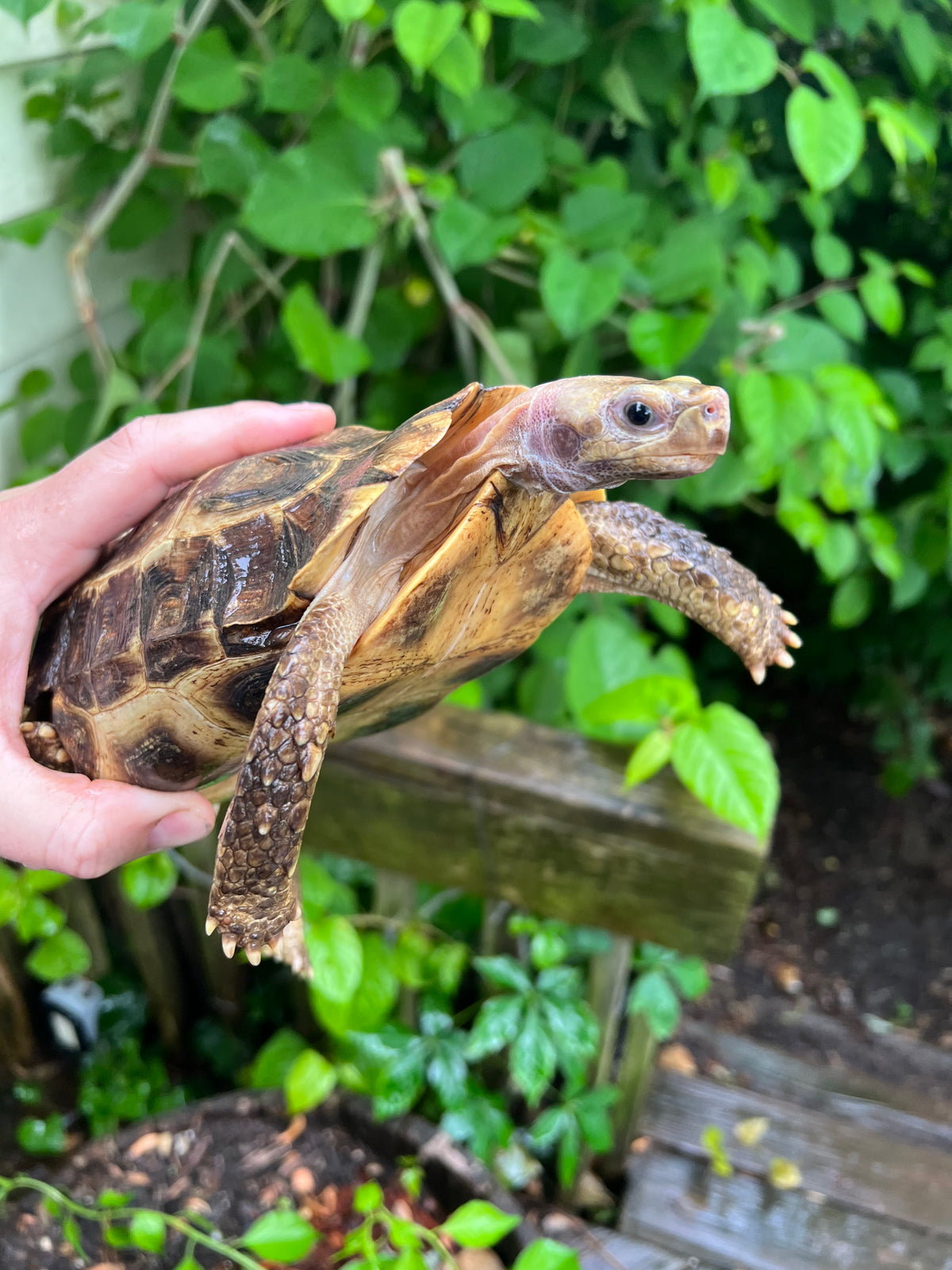 Home's Hinge-back Tortoise For Sale | American Reptile Distributors