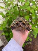 Homes Hinge-back Tortoise Adult Pair